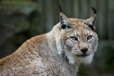Der Eurasische Luchs (Lynx lynx). Zoo von Madrid, Spanien