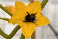 Anlockung von Bestäubern: Eine Hummel besucht eine Gurken-Blüte.